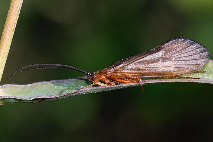 Limnephilidae
